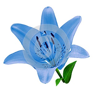 Flower blue lily isolated on white background. Close-up.