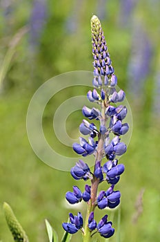 Flower blue lupin