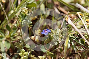 Flower of a blue pimpernel, Lysimachia foemina