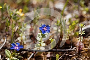 Flower of a blue pimpernel, Lysimachia foemina