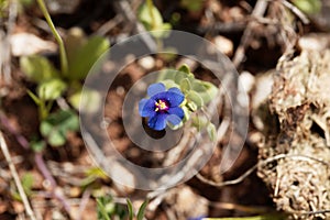 Flower of a blue pimpernel, Lysimachia foemina