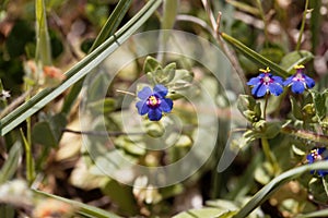 Flower of a blue pimpernel, Lysimachia foemina