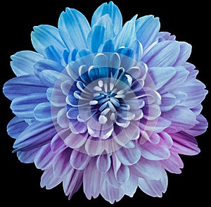 Flower blue and purple chrysanthemum . Flower isolated on the black background. No shadows with clipping path. Close-up.