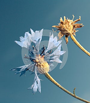 Flower blue sky