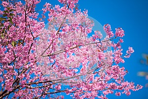 Flower with blue sky in spring at Chiangmai Thailand