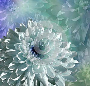 Flower on blue-turquoise background. white-blue flower chrysanthemum. floral collage. Flower composition