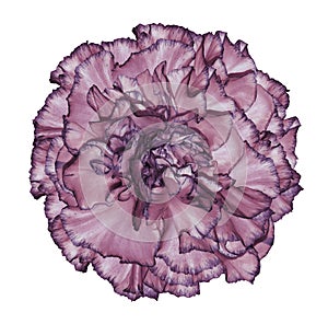 Flower blue-violet carnation on a white isolated background with clipping path. Closeup. No shadows. For design.