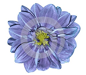 Flower blue-violet dahlia. On a white isolated background with clipping path. Closeup. No shadows. For design.
