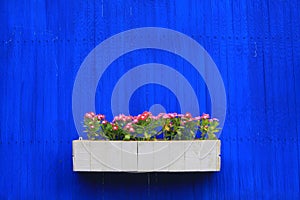 Flower on blue wall background