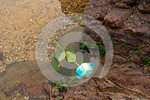 A flower of blue and white colors in the beach water between the dark rocks