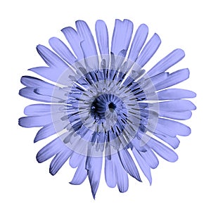 Flower blue on white isolated background with clipping path. no shadows. Closeup.
