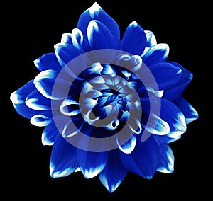 Flower blue and white motley dahlia. Isolated on a black background. Close-up.