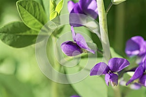 Flower of a blue wild indigo, Baptisia australis