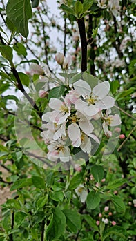 Flower with bluer background