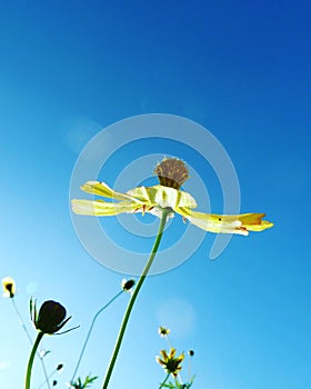 Flower and bluesky