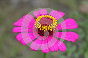 A flower with blur background, pink flower, blur background