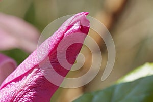 Flower on the blur spring greens background