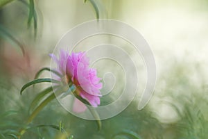 A flower in the blurry background