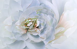 Flower on blurry pink-yellow background bokeh. Pink-white flowers chrysanthemum. floral collage. Flower composition