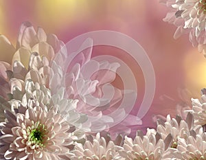 Flower on blurry pink-yellow background bokeh. Pink-white flowers chrysanthemum. floral collage. Flower composition.