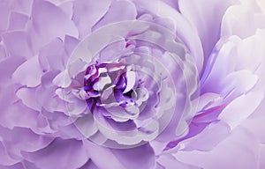 Flower on blurry purple-pink background bokeh. Violet-white flowers chrysanthemum. Floral collage. Flower composition.