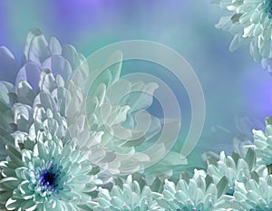 Flower on blurry turquoise-blue background bokeh. Blue-white flowers chrysanthemum. floral collage. Flower composition.