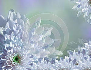 Flower on blurry turquoise-blue-green background halftone. Blue-white flowers chrysanthemum. floral collage. Flower composition