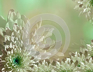 Flower on blurry turquoise-green-pink background halftone. Blue-white flowers chrysanthemum. floral collage. Flower composition