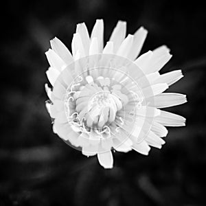 Flower BNW