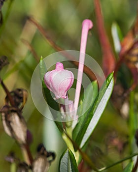 Flower Bog rosemary or Andromeda polifolia close-up, selective focus, shallow DOF