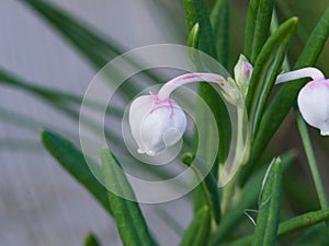 Flower Bog rosemary or Andromeda polifolia close-up, selective focus, shallow DOF