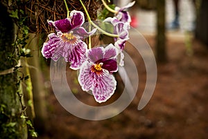 Flower bokeh