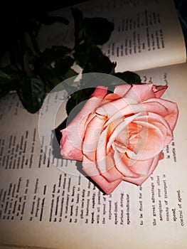 Flower book dictionary