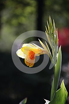 Yellow Gladiolus