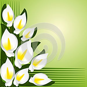 Flower border with calla lilies