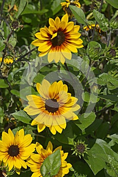 A flower border with the colouful flowering Sunflower \'Brown Eyed Girl