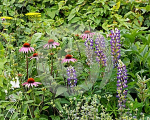 Flower Border