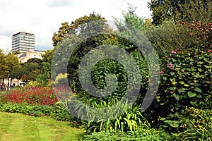 Flower borders in Hyde Park, London