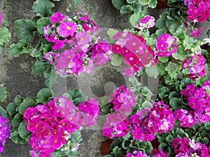 Botany-Primula obconica