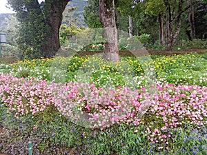 Flower botonical garden nature sri lanka