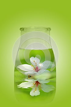 Flower in the bottle