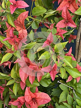 Flower of bougainvillea bambino plant Photo