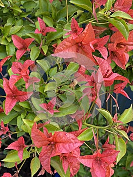 Flower of bougainvillea bambino plant Photo