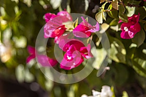 Flower of a bougainvillea mural which is a climbing plant that grows in caliphate and desert settings