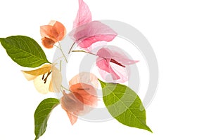 Flower - Bougainvillea petals and leaves