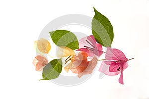 Flower - Bougainvillea petals and leaves
