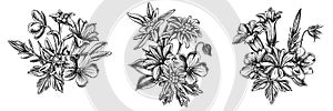 Flower bouquet of black and white edelweiss, meadow geranium, gentiana