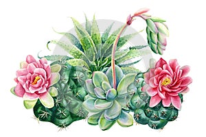 Flower bouquet, Composition of succulents haworthia, aloe, echeveria, cactus, watercolor botanical painting