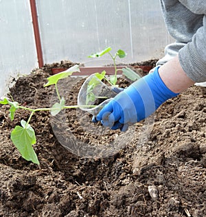 Flower, bouquet, cucumber seedling, woman, soil, vegetables, gloves, sprout, hands, plant, clothing, holding, green, nature, hand,