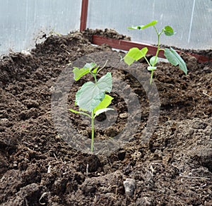 Flower, bouquet, cucumber seedling, woman, soil, vegetables, gloves, sprout, hands, plant, clothing, holding, green, nature, hand,